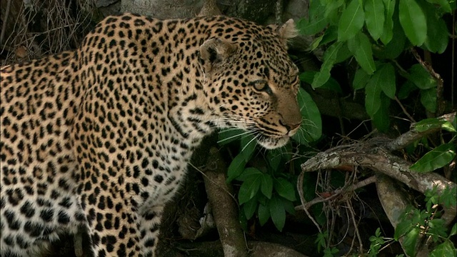 近距离跟踪拍摄豹爬下树/环顾四周和舔排骨/马赛马拉，肯尼亚视频素材