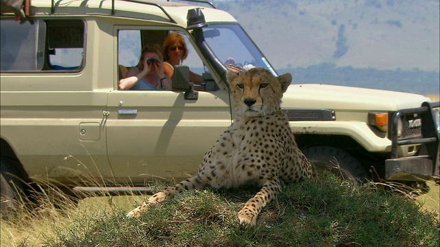 中景猎豹躺在草地上/两名妇女停在一辆吉普车后面/马赛马拉纳尔保护区，肯尼亚视频素材