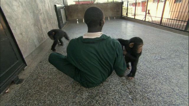 乌干达恩甘巴岛黑猩猩保护区，饲养员MS ZI坐在笼子地板上和小黑猩猩玩耍视频素材