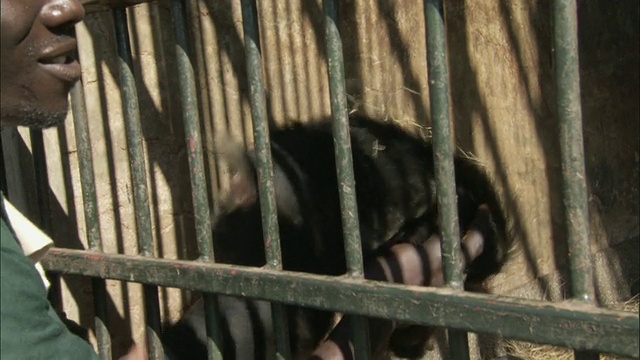 乌干达恩甘巴岛，恩甘巴岛黑猩猩保护区，动物园管理员通过栅栏和黑猩猩玩耍视频素材