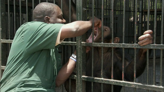 乌干达恩甘巴岛，恩甘巴岛黑猩猩保护区，动物园管理员正在检查黑猩猩的牙齿视频素材