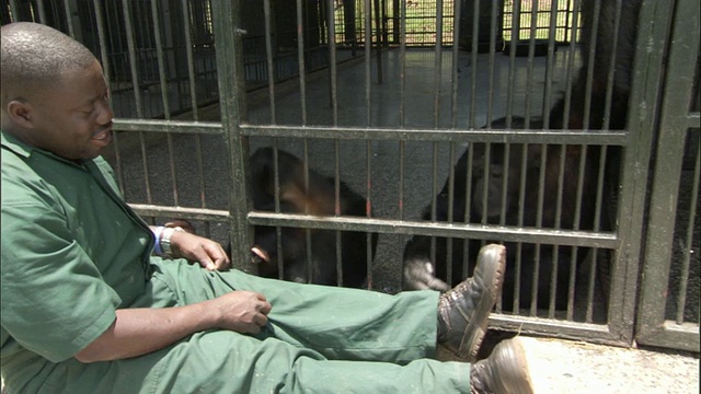 乌干达恩甘巴岛，恩甘巴岛黑猩猩保护区，动物园管理员在笼子的栅栏里和黑猩猩玩耍视频下载
