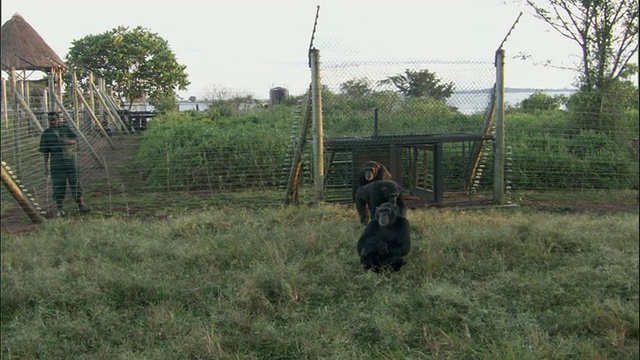 乌干达恩甘巴岛，恩甘巴岛黑猩猩保护区，WS黑猩猩离开笼子在草地上休息视频下载