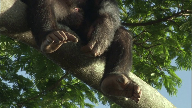 一只黑猩猩坐在树上，乌干达恩甘巴岛黑猩猩保护区视频下载