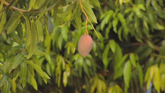 在风树上的芒果果实，Tamale，加纳视频素材