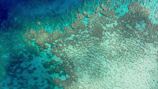 MS航空珊瑚海和大堡礁与珊瑚虫可见时，凯恩斯，昆士兰，澳大利亚视频素材