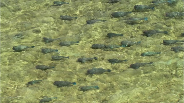 在澳大利亚昆士兰凯恩斯的大堡礁游泳的空中鱼群视频素材