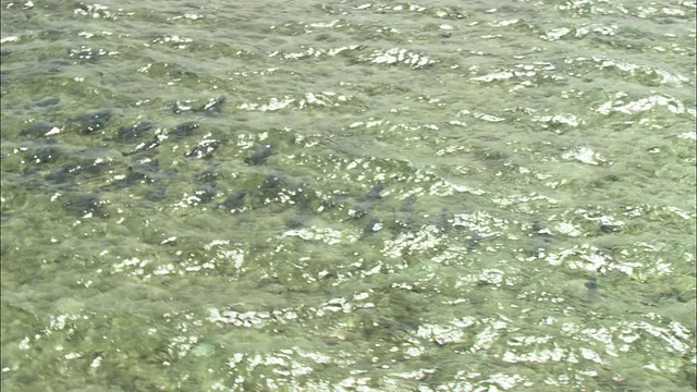 在澳大利亚昆士兰凯恩斯的大堡礁游泳的WS空中鱼群视频素材