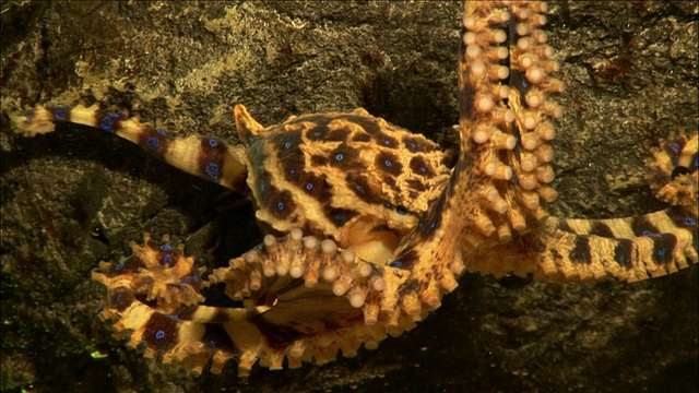 蓝环章鱼爬行，墨尔本，维多利亚，澳大利亚视频素材