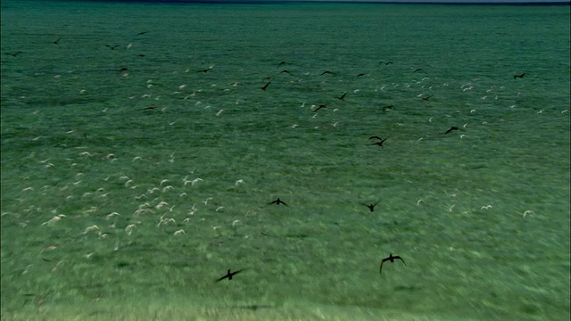 WS空中的鸟类飞离大堡礁的沙洲，凯恩斯，昆士兰，澳大利亚视频素材