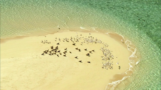 WS ZI ZO PAN空中沙洲与鸟类在珊瑚海，凯恩斯，昆士兰，澳大利亚视频素材