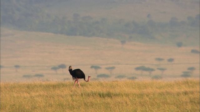 鸵鸟在草丛中行走，背景是金合欢树和阴霾/肯尼亚马赛马拉视频下载
