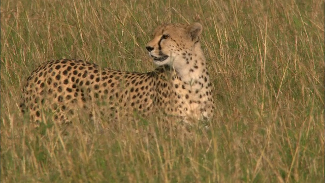 中等镜头的猎豹走过高草，舔嘴，转向CAM /马赛马拉，肯尼亚视频素材