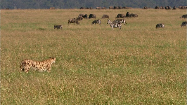 广角猎豹走过草地在前景与斑马和角马群放牧在背景/马赛马拉，肯尼亚视频素材