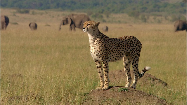 广角猎豹站在土墩上，环顾四周，背景是大象/肯尼亚马赛马拉视频素材
