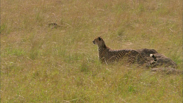 宽镜头猎豹在高高的草丛中奔跑/停下来环顾四周/肯尼亚的马赛马拉视频下载