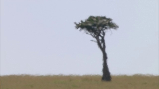 宽镜头模糊的金合欢树在炎热和阴霾中闪烁/马赛马拉，肯尼亚视频下载