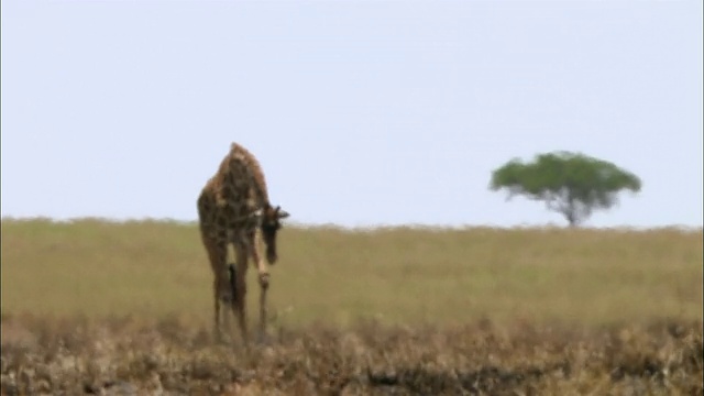 广角镜头长颈鹿走向CAM与金合欢树的背景，都从炎热和阴霾模糊/马赛马拉，肯尼亚视频素材