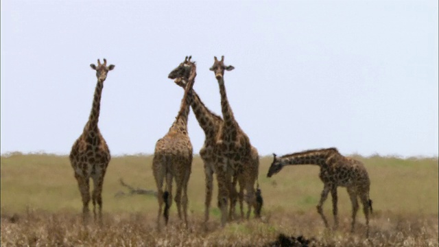 中拍2只长颈鹿在炎热和雾霾中行走/加入其他3只长颈鹿缩小/肯尼亚马赛马拉视频素材