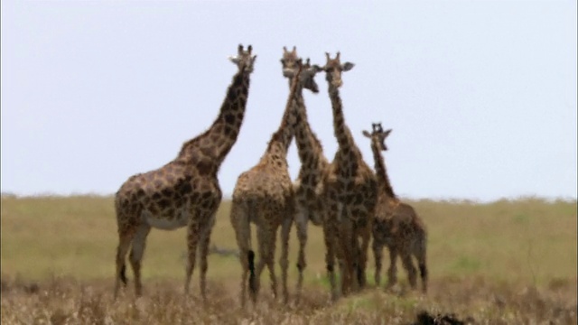 宽镜头5长颈鹿站在炎热和阴霾/马赛马拉，肯尼亚视频素材