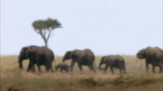 广角镜头大象走过炎热和朦胧的草原，以金合欢树为背景/马赛马拉，肯尼亚视频素材