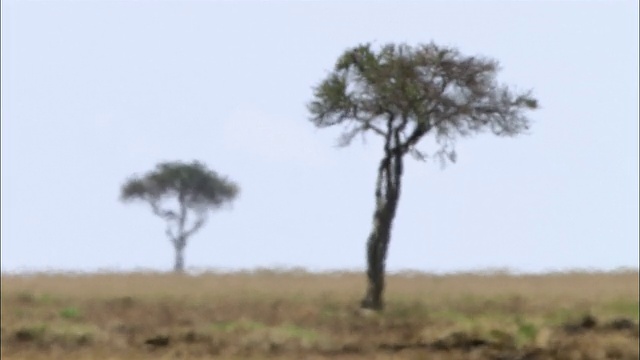 宽镜头2金合欢树在炎热和阴霾中闪烁/马赛马拉，肯尼亚视频下载