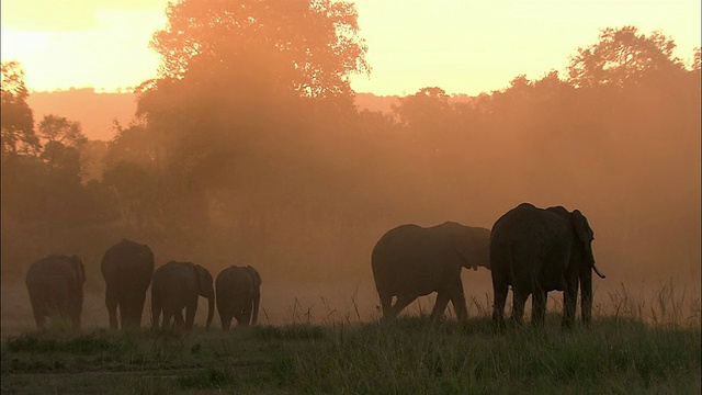 一群大象在清晨的薄雾中行走，背景是树木/肯尼亚马赛马拉视频素材