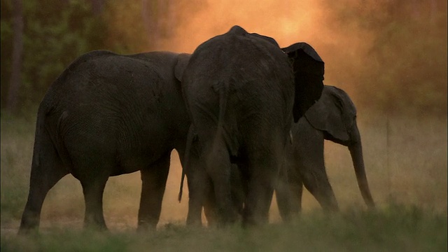 一群大象在清晨的薄雾中行走，背景是树木/肯尼亚马赛马拉视频素材
