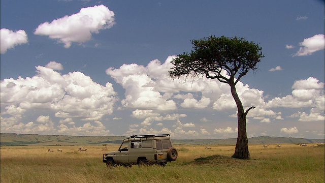宽阔的金合欢树映衬着多云的蓝天和背景中的牛群/狩猎车行驶在肯尼亚马赛马拉视频素材