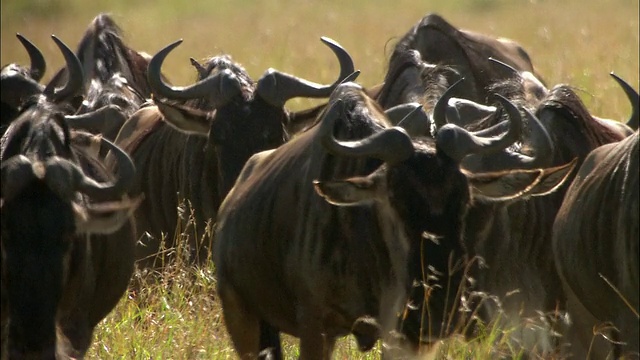 中等大小的角马群在高高的草丛中迁徙/肯尼亚的马赛马拉视频下载