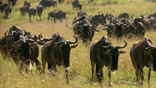 宽镜头角马在高草丛中迁徙/马赛马拉，肯尼亚视频下载