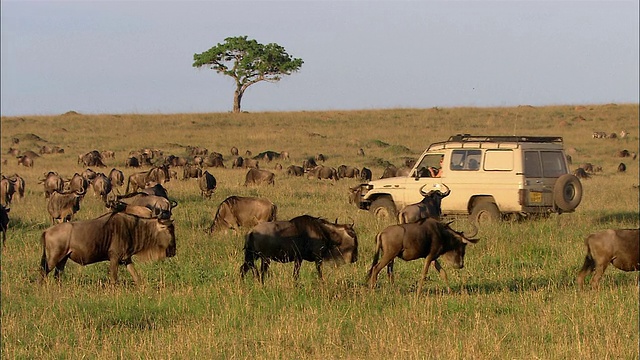 宽镜头牛羚群在吃草，背景是金合欢树/游猎车驶过/马赛马拉，肯尼亚视频素材