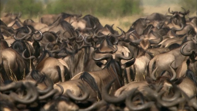 远处镜头:孤独的鸵鸟穿过几十只迁徙的牛羚，背景是阴霾/肯尼亚的马赛马拉视频下载