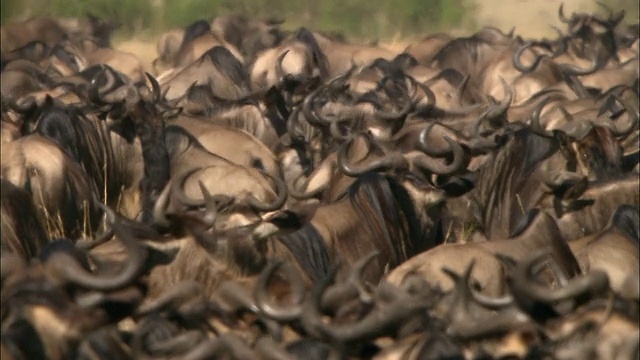 肯尼亚，马赛马拉，在密集的迁徙角马群中爆发的大范围踩踏视频素材