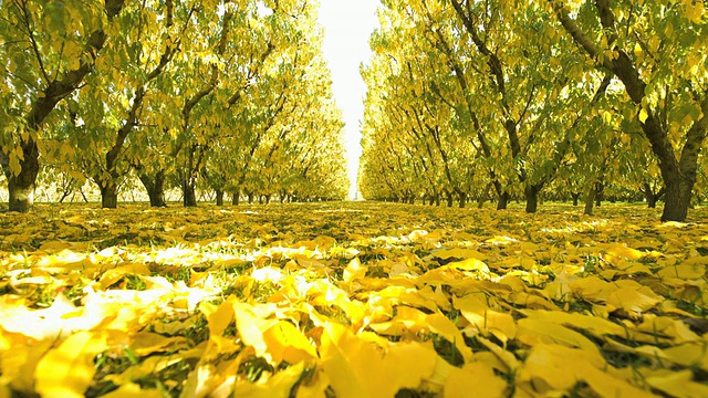 新西兰南岛克伦威尔果园里的桃树和落叶视频下载