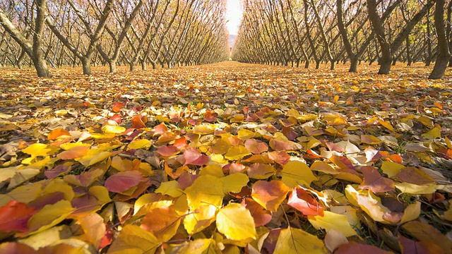 新西兰南岛克伦威尔果园里的落叶杏树视频素材