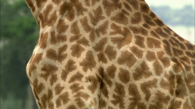 长颈鹿的侧面/向上的颈部到长颈鹿/长颈鹿转向看CAM /马赛马拉，肯尼亚视频素材