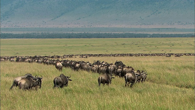 肯尼亚马赛马拉野外数百只迁徙的角马视频素材