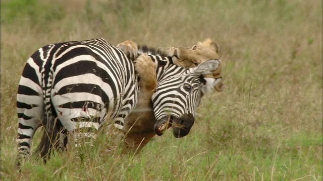 狮子追逐和攻击斑马/第二只狮子扑向帮助/马赛马拉，肯尼亚视频下载