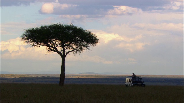 广角拍摄的狩猎车在阴霾的蓝天下驾驶着acacia树背光/马赛马拉，肯尼亚视频下载