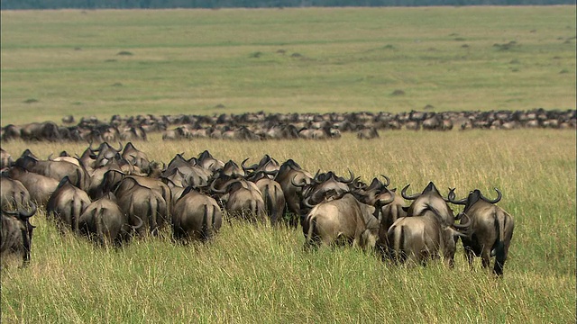 肯尼亚马赛马拉野外数百只迁徙的角马视频素材
