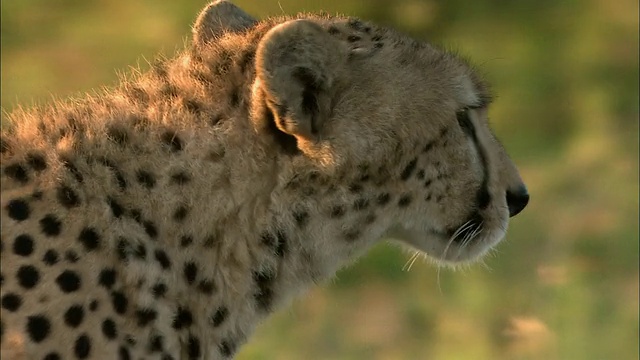 近距离拍摄行走中的猎豹侧面/马赛马拉，肯尼亚视频素材