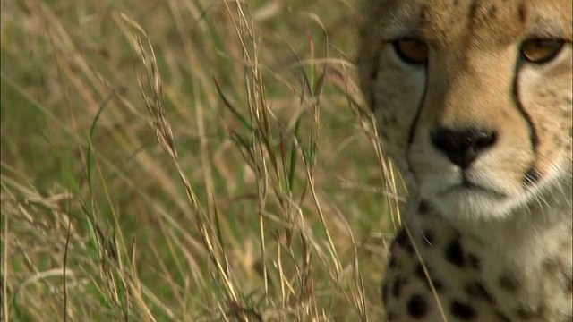 近距离观察行走的猎豹，肯尼亚马赛马拉视频素材
