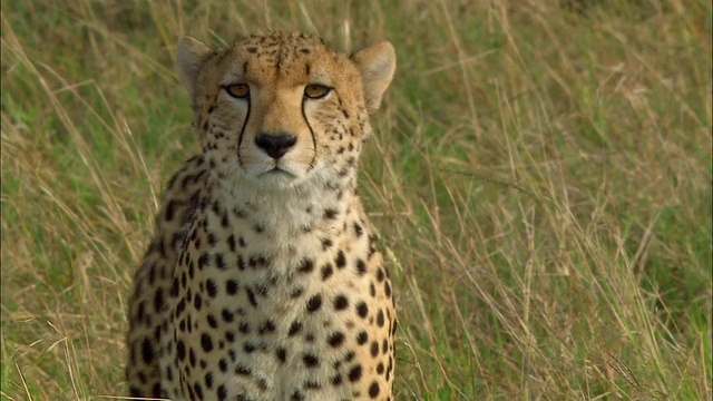 中等镜头的猎豹行走和看着CAM /坐/马赛马拉，肯尼亚视频素材