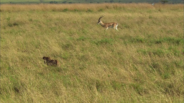 宽镜头猎豹追逐格兰特的瞪羚穿过草地/马赛马拉，肯尼亚视频素材