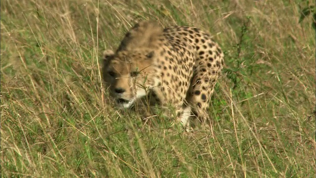 中等镜头的猎豹低着头穿过草地/肯尼亚马赛马拉视频素材