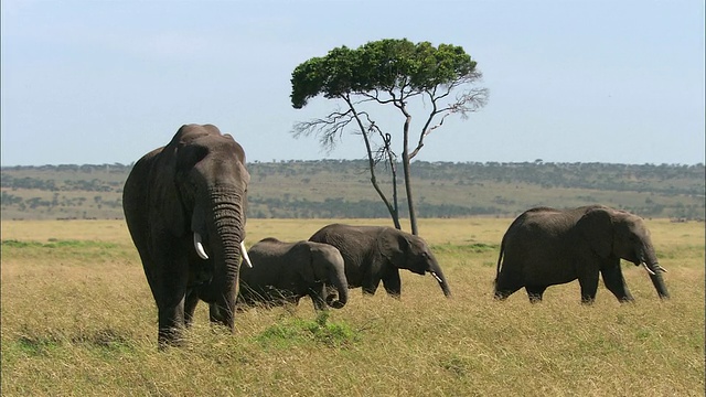4头大象在金合欢树下穿过田野/马赛马拉，肯尼亚视频素材