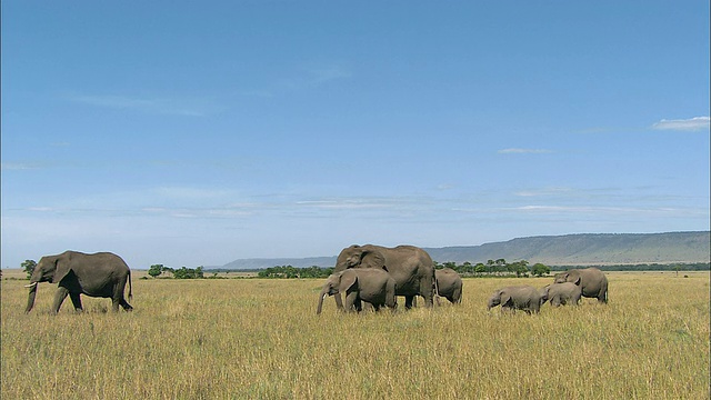 肯尼亚，马赛马拉，在蓝天的映衬下，大象一家人走在一起视频素材