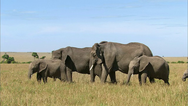 中等拍摄的大象家庭散步和放牧/马赛马拉，肯尼亚视频素材