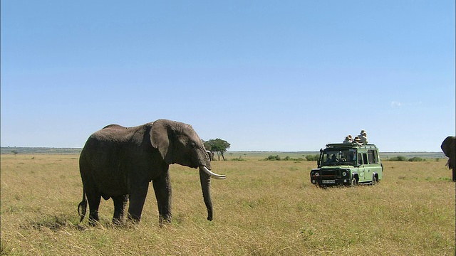 一辆满载着人们的游猎车在晴朗的蓝天下观察大象/肯尼亚马赛马拉视频素材